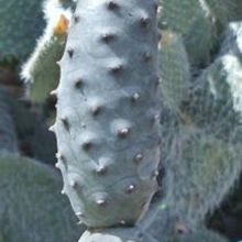 Una foto de Tephrocactus diadematus