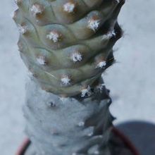 Una foto de Tephrocactus diadematus
