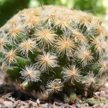 A photo of Mammillaria schiedeana