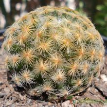 A photo of Mammillaria schiedeana