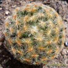 A photo of Mammillaria schiedeana