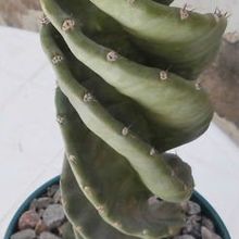 A photo of Cereus forbesii f. spiraliforme