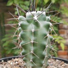 Una foto de Echinocereus triglochidiatus
