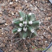 Una foto de Echinocereus triglochidiatus