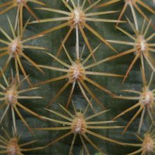 A photo of Echinocereus chloranthus