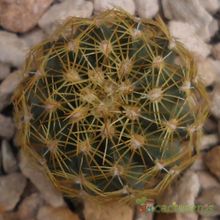 A photo of Echinocereus chloranthus