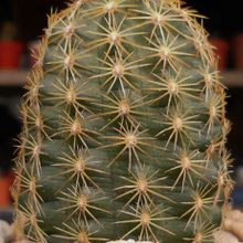 A photo of Echinocereus chloranthus