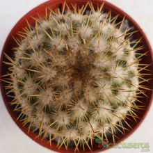 Una foto de Mammillaria columbiana ssp. yucatanensis
