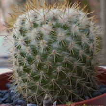 Una foto de Mammillaria columbiana ssp. yucatanensis