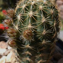 A photo of Echinocereus chloranthus
