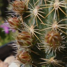 A photo of Echinocereus chloranthus