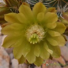 A photo of Echinocereus chloranthus