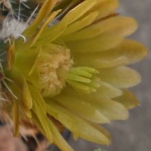 A photo of Echinocereus chloranthus