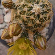 A photo of Echinocereus chloranthus