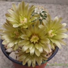 A photo of Echinocereus chloranthus