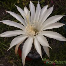 A photo of Echinopsis klingleriana
