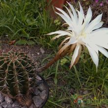 A photo of Echinopsis klingleriana
