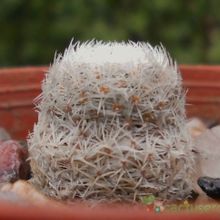 A photo of Mammillaria lasiacantha