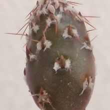 Una foto de Maihueniopsis minuta