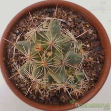Una foto de Coryphantha macromeris subsp. runyonii