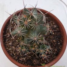 Una foto de Coryphantha macromeris subsp. runyonii