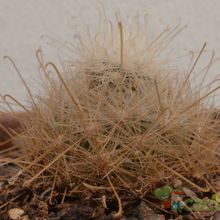 Una foto de Mammillaria senilis