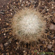 Una foto de Mammillaria senilis