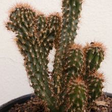 A photo of Cereus peruvianus fma. monstruosa
