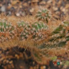 A photo of Cereus peruvianus fma. monstruosa