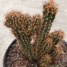 A photo of Cereus peruvianus fma. monstruosa