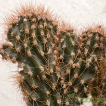 A photo of Cereus peruvianus fma. monstruosa