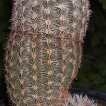 Una foto de Echinocereus viridiflorus