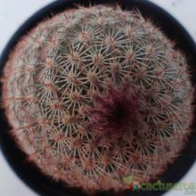 Una foto de Echinocereus viridiflorus