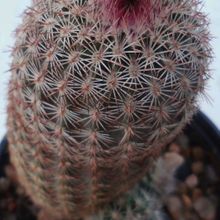 Una foto de Echinocereus viridiflorus