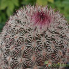 Una foto de Echinocereus viridiflorus