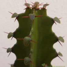 Una foto de Euphorbia deightonii 