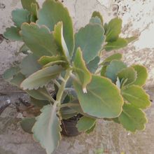 Una foto de Kalanchoe laxiflora