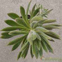 Una foto de Echeveria X Set oliver (E. setosa x E. harmsii) (Hibrido)
