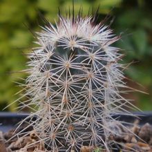 A photo of Echinocereus reichenbachii var. fitchii 