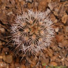 A photo of Echinocereus reichenbachii var. fitchii 