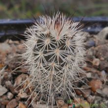 A photo of Echinocereus reichenbachii var. fitchii 