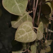 A photo of Ceropegia woodii