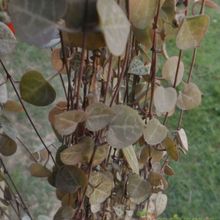 A photo of Ceropegia woodii