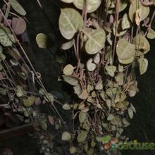 A photo of Ceropegia woodii