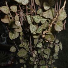 A photo of Ceropegia woodii