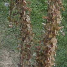 A photo of Ceropegia woodii