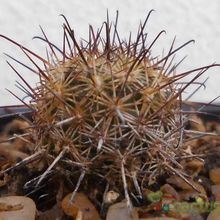 Una foto de Mammillaria blossfeldiana