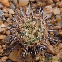 Una foto de Mammillaria blossfeldiana