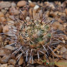 Una foto de Mammillaria blossfeldiana