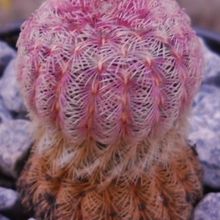 Una foto de Echinocereus rigidissimus ssp. rubispinus